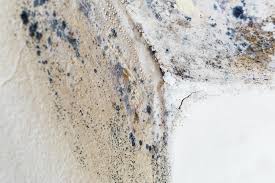 Best Forensic Mold Investigation  in Marion Oaks, FL